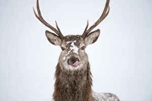 Cairngorms Collection: Portrait of Red deer stag (Cervus elaphus) on open moorland in snow, licking its lips Cairngorms NP