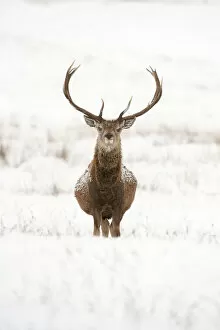 Images Dated 17th December 2010: Portrait of Red deer stag (Cervus elaphus) on open moorland in snow, Cairngorms NP