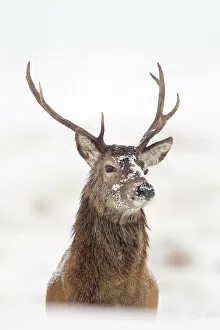 Snow Gallery: Portrait of Red deer stag (Cervus elaphus) on open moorland in snow, Cairngorms NP