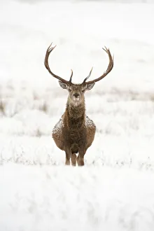 Portrait of Red deer stag (Cervus elaphus) on open moorland in snow, Cairngorms NP