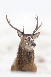 White Background Prints: Portrait of Red deer stag (Cervus elaphus) on open moorland in snow, Cairngorms NP