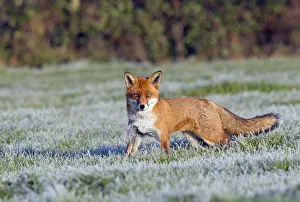 Images Dated 2010 December: 