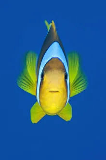 Portrait of Red Sea anemonefish (Amphiprion bicinctus) against open water