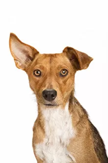 Portrait of a rescue dog on white background, one ear perked up