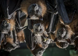 Images Dated 6th July 2019: Portrait of rescued and rehabilitated Grey-headed flying-foxes (Pteropus poliocephalus)