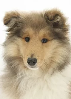 Animal Portrait Gallery: Portrait of a Rough Collie puppy, 14 weeks