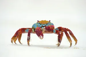 Negative Space Prints: Portrait of Sally lightfoot crab (Grapsus grapsus) on a beach