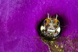 Acanthemblemaria Gallery: Portrait of a Secretary blenny (Acanthemblemaria maria)