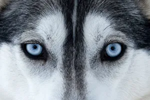 Symmetry Prints: Portrait of Siberian Husky dog face used as sled dogs inside Riisitunturi National Park