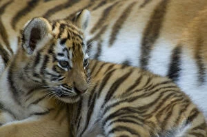 Tigers Gallery: Portrait of Siberian tiger cub (Panthera tigris altaica) lying against beside adul