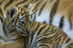 Portrait of Siberian tiger cub (Panthera tigris altaica) lying against beside adul