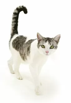 Portrait of a silver tabby-and-white cat walking