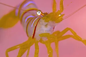 Images Dated 6th September 2011: A portrait of a small Candy stripe shrimp (Lebbeus grandimanus) in front of its host pink anemone