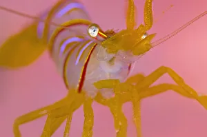 A portrait of a small Candy stripe shrimp (Lebbeus grandimanus) in front of its host pink anemone
