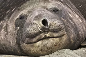 Portrait of Southern Elephant Seal (Mirounga leonina), the largest species of pinniped