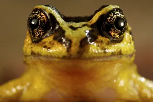 Portrait of a Spiny-chest Frog (Alsodes norae) endemic to Oncol Park, Chile, January