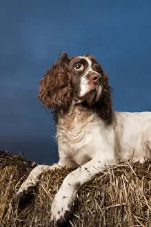 Majestic Collection: Portrait of Springer spaniel, lying on straw stack, Scotland, UK