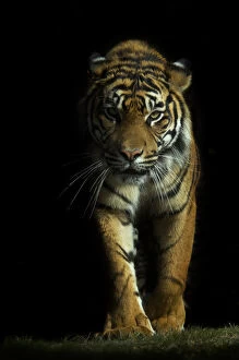 Tigers Gallery: Portrait of Sumatran tiger (Panthera tigris sumatrae) walking towards camera with