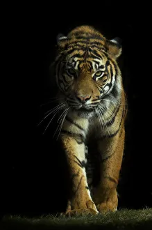 Portrait of Sumatran tiger (Panthera tigris sumatrae) walking towards camera with
