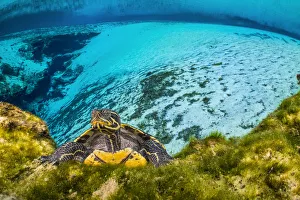 Portrait of a Suwanee cooter (Pseudemys concinna suwanniensis) in a freshwater spring