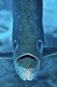 2019 October Highlights Collection: Portrait of a tarpon (Megalops atlanticus) on a coral reef. East End, Grand Cayman
