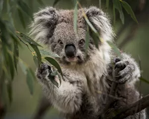 Portrait of a Victorian koala (Phascolarctos cinereus). Koalas from the more southern