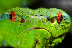 Portrait of Waglers / Temple Pitviper (Tropidolaemus wagleri) showing the thermo-receptive