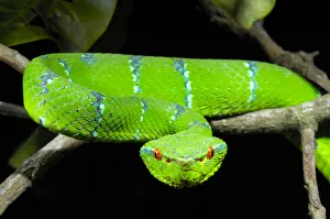 Portrait of Waglers / Temple Pitviper (Tropidolaemus wagleri) showing the thermo-receptive