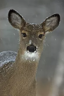 Portrait of White-tailed deer (Odocoileus virginianus) doe in snow, New York, USA