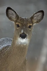 Odocoileus Prints: Portrait of White-tailed deer (Odocoileus virginianus) doe in snow, New York, USA