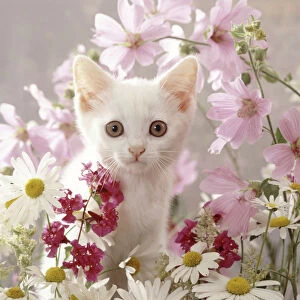 Images Dated 3rd March 2014: Portrait of white Thisbe kitten among ox-eye daisies, mallow and Clarkia Double