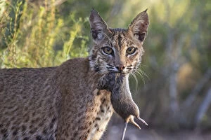 2020 July Highlights Collection: Portrait of a wild adult female Bobcat (Lynx rufus) with Hispid cotton rat