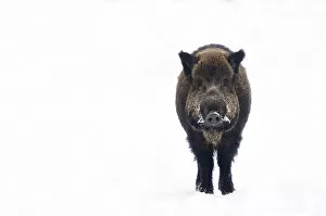 Portrait of Wild Boar (Sus scrofa) standing in snow. The Netherlands, January