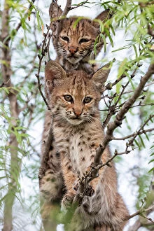 Images Dated 6th December 2019: Portrait of two wild Bobcat (Lynx rufus) kittens in a tree, Texas, USA. September