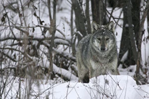 Portrait of a wild Carpathian Grey Wolf (Canis lupus lupus) in snow-bound woodland habitat