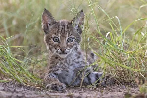 2020 July Highlights Collection: Portrait of a wild female Bobcat (Lynx rufus) kitten playing, Texas, USA. September
