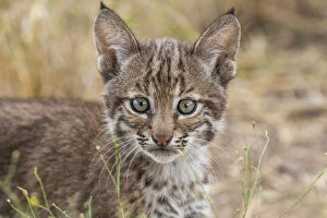 2020 July Highlights Gallery: Portrait of a wild female Bobcat (Lynx rufus) kitten, Texas, USA. September