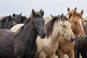 Kazakhstan Prints: Portrait of wild Zhabe horses standing alert in the steppe, Abay, Kazakhstan