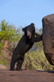 Portrait of a young adult male Sloth Bear (Melursus ursinus) standing on hind legs by a rock