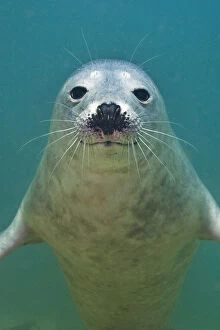Images Dated 2nd July 2011: Portrait of a young Grey seal (Halichoerus grypus) Farne Islands, Northumberland