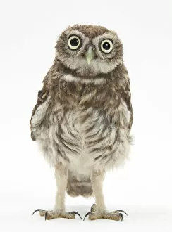Babies Gallery: Portrait of a young Little Owl (Athene noctua)
