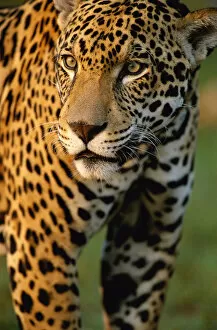 Portrait of young male jaguar {Panthera onca} captive Pantanal, Brazil