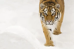 Portriat of Siberian tiger (Panthera tigris altaica) walking in snow, captive