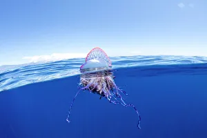 Hydroid Prints: Portuguese man o war (Physalia physalis) floating on sea surface. Azores, Atlantic Ocean