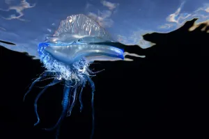 August 2021 Highlights Gallery: Portuguese man o war (Physalia physalis) Tenerife, Canary Islands