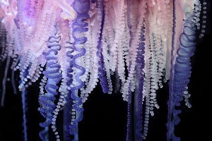 Purple Collection: Portuguese Man-of-War (Physalia physalis) close up of tentacles, Sargasso Sea, Bermuda