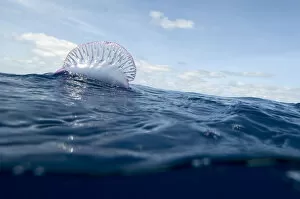 Images Dated 15th June 2009: Portuguese man-of-war (Physalia physalis) on the water surface, Pico, Azores, Portugal