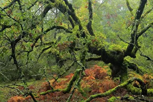 Portuguese oak tree (Quercus faginea) covered in moss, Los Alcornocales Natural Park