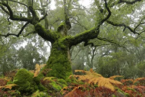 Portuguese oak tree (Quercus faginea) covered in moss, Los Alcornocales Natural Park