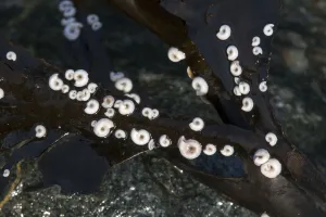 Annelid Prints: Post Horn Worms (Spirorbis) on seaweed